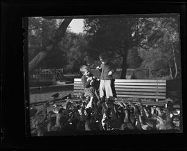 Kitchener Victoria Park swans