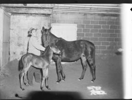 Chris Stable Foal