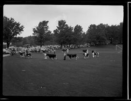 Waterloo, Black and White Show