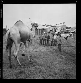 Circus, Bridgeport Speedway