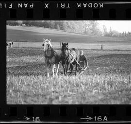 Mennonites Plowing
