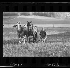 Mennonites Plowing