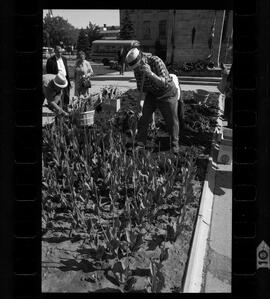 Kitchener City Hall, Tulip Bed Removal