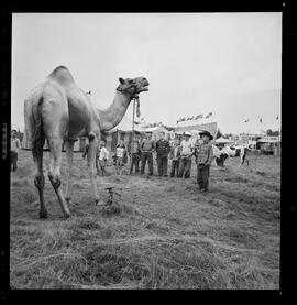 Circus, Bridgeport Speedway