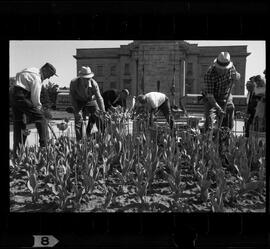 Kitchener City Hall, Tulip Bed Removal
