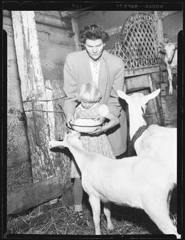 Goats, McDougall St. Waterloo