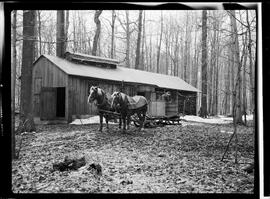 Martin, Amon (Maple Syrup)