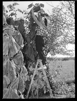 Sunflower, Giant, Breslau