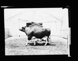 Holstein Artificial Insemination