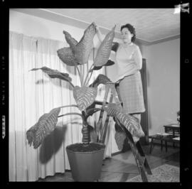 Monus, Mrs. Andrew & Tropical Plant