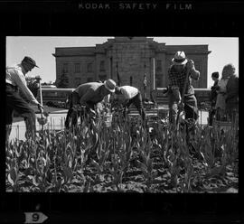 Kitchener City Hall, Tulip Bed Removal