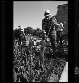 Kitchener City Hall, Tulip Bed Removal