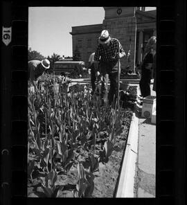 Kitchener City Hall, Tulip Bed Removal