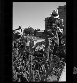 Kitchener City Hall, Tulip Bed Removal