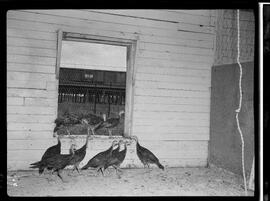 Wild Turkeys, Hespeler