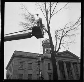 City Hall, Tree Removal
