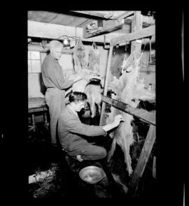 Meyer, William, Taxidermist