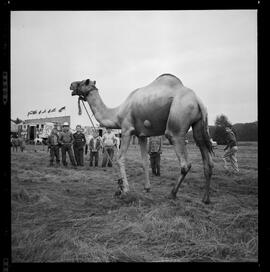 Circus, Bridgeport Speedway