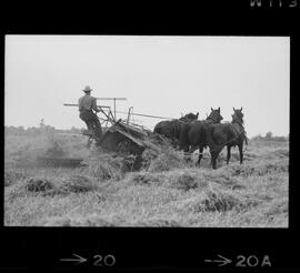 Mennonites
