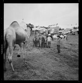 Circus, Bridgeport Speedway