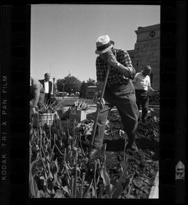 Kitchener City Hall, Tulip Bed Removal