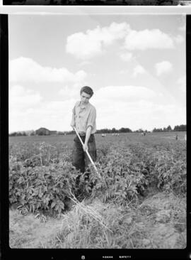 Potato Field Day, Hespeler