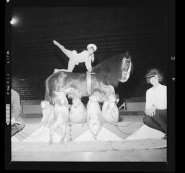 Circus, Kitchener Memorial Auditorium