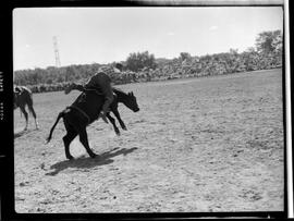 Blair, Stampede