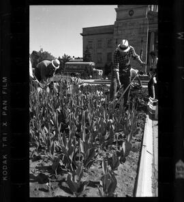 Kitchener City Hall, Tulip Bed Removal