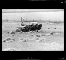 Mennonite Scuffling