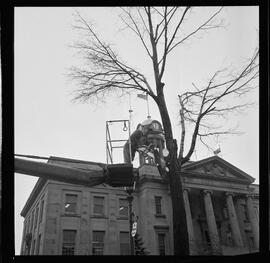 City Hall, Tree Removal