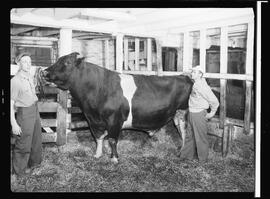Gillespie, Witmer, Bull