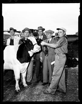 Brubacher Bull Sale, $2050.00