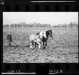 Mennonites Plowing