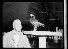 Luft, William and Chicken