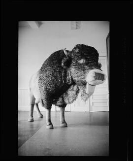 Buffalo, Waterloo Library